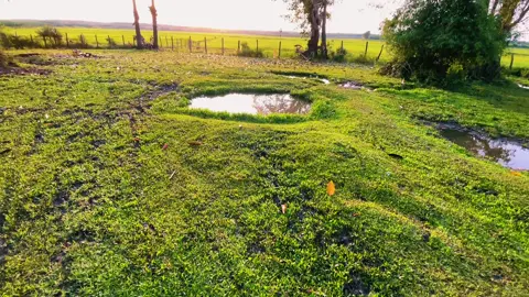 😇🍃❤️‍🩹🌾#ទេសភាពស្រុកស្រែ🌄🏜️🌱🌼🌾🐟  @ឈឺ - Soeurn 