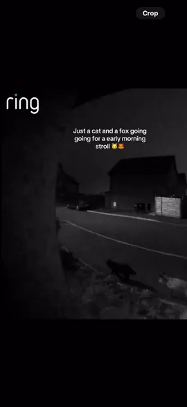 A fox following a cat… are they besties or plotting something? 😂🦊🐱 #CatAndFox #AnimalFriends #UnexpectedFriendship #RingDoorbell #WholesomeAnimals #CaughtOnCamera #PetTok #NatureMoments #CuteFriends 
