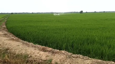 #Aerodroneskevin #contactanos📲925659813 #djiagrast50 #aguamarinaoficial #djiagriculture 