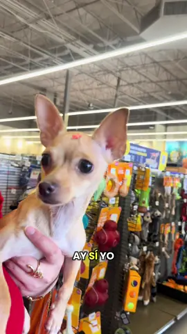 Un día con Joy #Vlog #perros #petco #cazzu #mycrazyjoy 