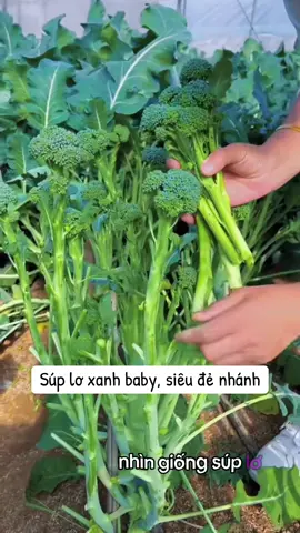 Hạt giống súp lơ xanh baby