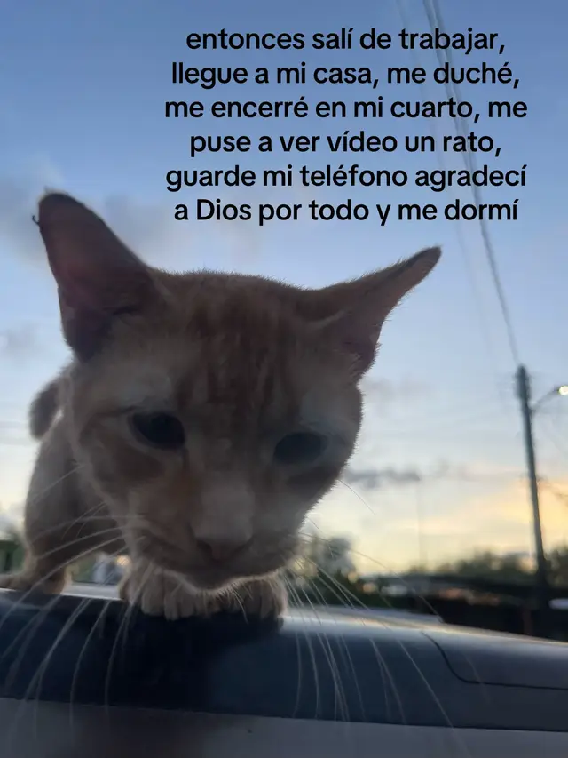 Y es maravilloso  #todoelmundo #michi #canelo #gatos #parati 