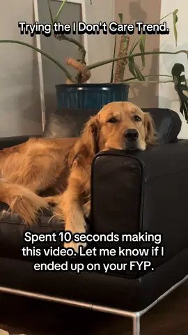Talk to me, people. Did it work? #trend #trending #trendingaudio #dogtok #doglife 