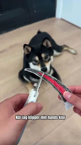 Fungerar även på svarta klor!😊 Kolla in länken i vår profil för mer information✅ #hund #hundarpåtiktok #doggrooming 