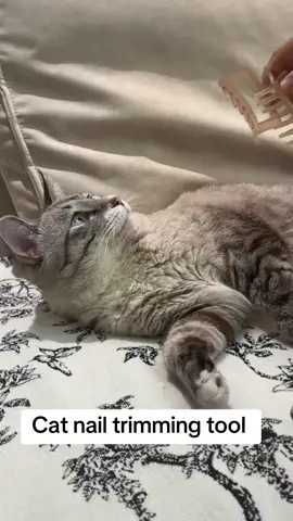 #catvideos #cataccessries #catsoftiktok #cattoys #cats 