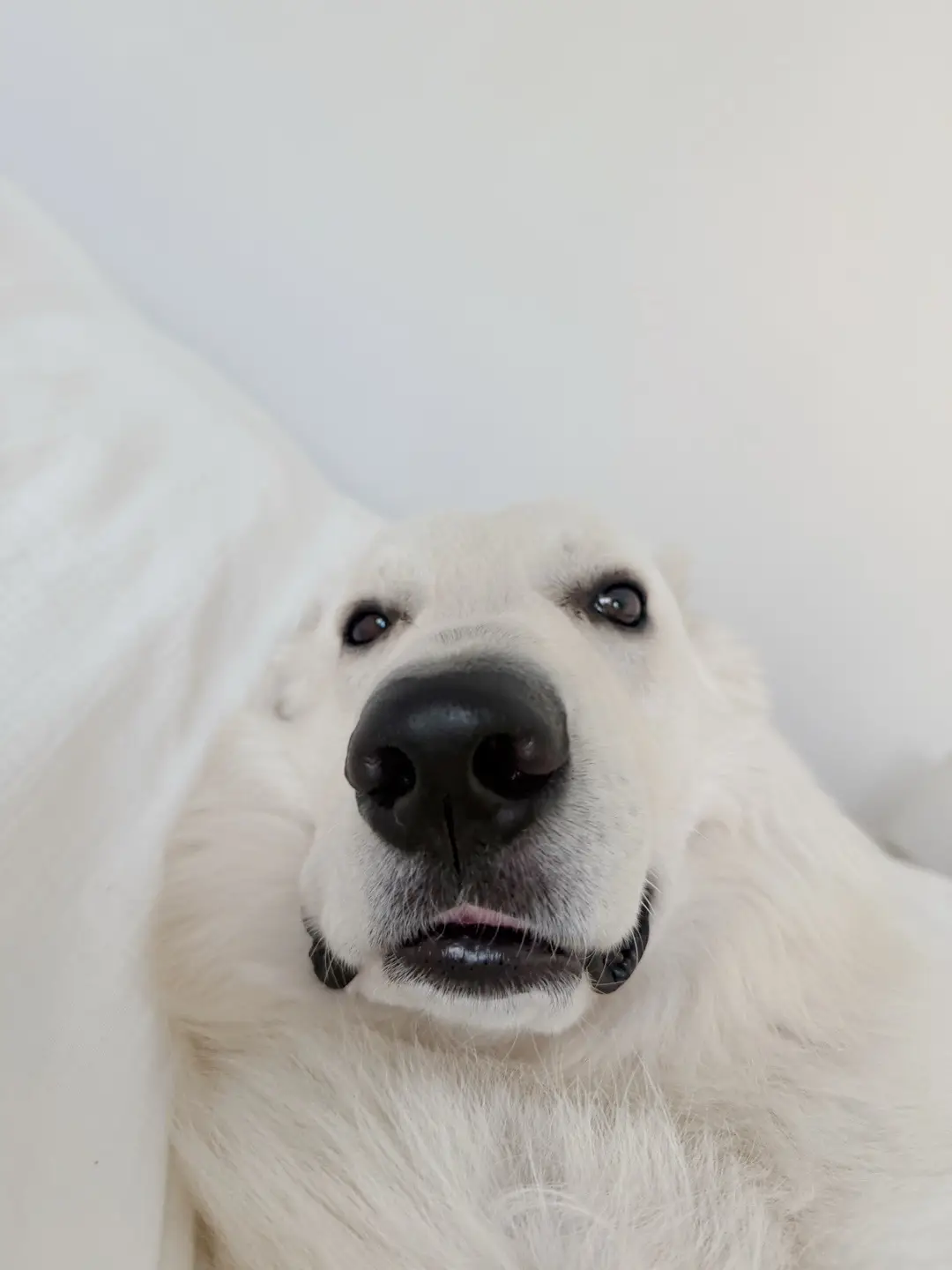 Please enjoy these photos of Kibo getting a belly rub  #whiteswissshepherd #bergerblancsuisse 