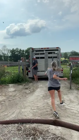When a bull calf chases you…you RUN! 😂😂 ##farmlife #farm #cow #funny #fyp
