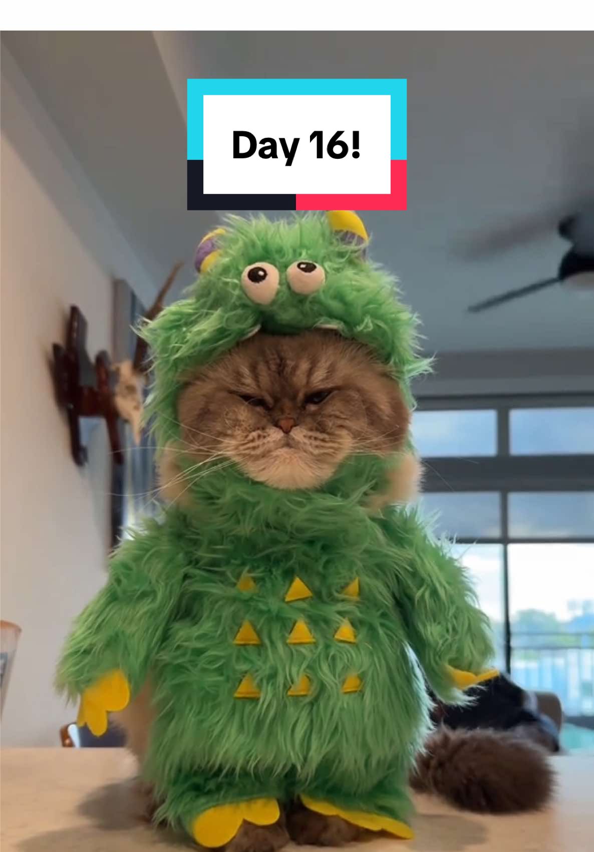 Day 16!! #funny #catsoftiktok #halloween #gustober 