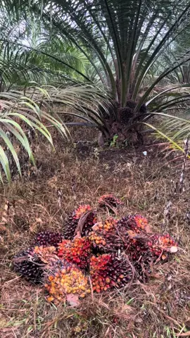 Panen varietas SJ 5 usia 3 tahunan #sawit #sriwijaya5 