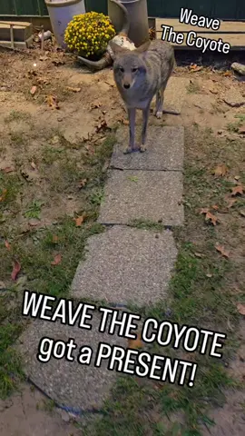 Weave Earp and Duck Holliday have been enjoying some deer all night long. #weavethecoyote #cute #animals #pet #pets 