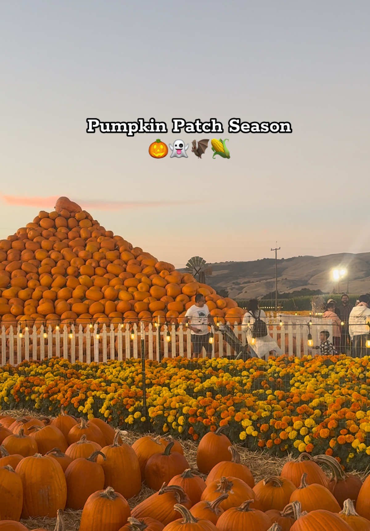 If you haven’t gone to a pumpkin patch yet… THIS IS YOUR SIGN TO GO!🎃🍂 #pumpkinpatch #Halloween #TheFall #pumpkinseason #spookyseason 