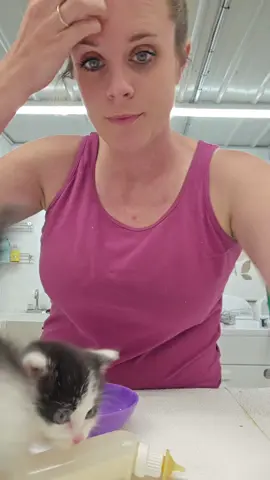 CLOVER TRIED BIG KID FOOD AND HER WUVS IT!!!!! #kitten #fyp #breeder #kittens #kittensoftiktok 