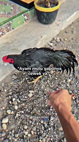 😅 #CapCut #anwarfarmngawi #anwarfarm 