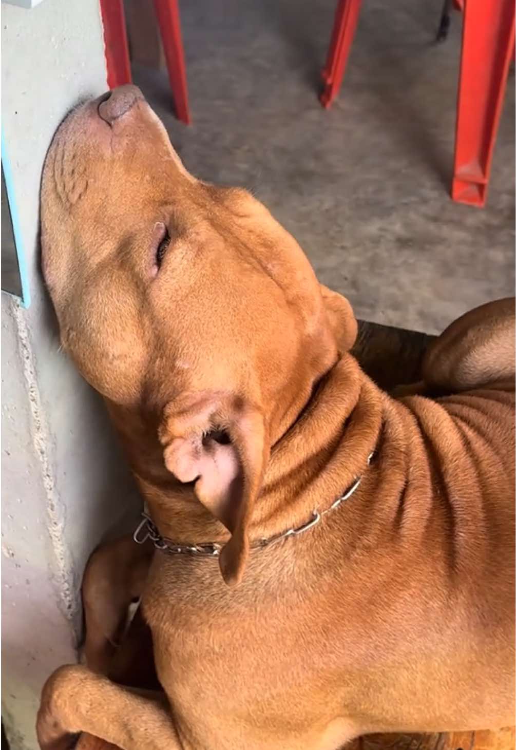 ขี้งอนเเท้เดะ #มีลูกเป็นหมา #หมาน่ารัก #ไข่ต้มหมาหน้ามึน🐶 #เปิดการมองเห็นเถอะ #เปิดการมองเห็นเถอะ 