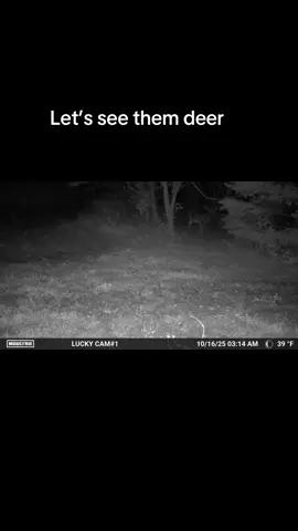 #dashcam #trail #trailcam #deerstand #deer 
