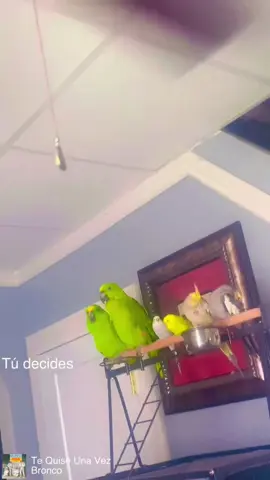 #mis#preciosos#🥰❤️❤️#Love#parrot❤️🥰
