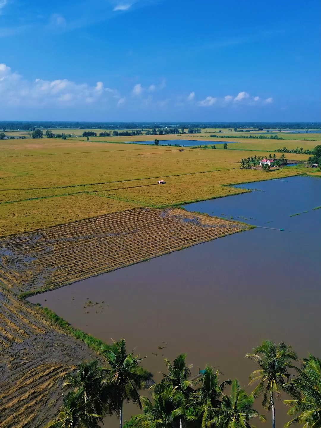 Mai này em ao ước chúng mình gần kề bên nhau...Câu Hò Trao Duyên, Video Huỳnh Phú Tiến #huynhphutien #maycatlua #cauhotraoduyen