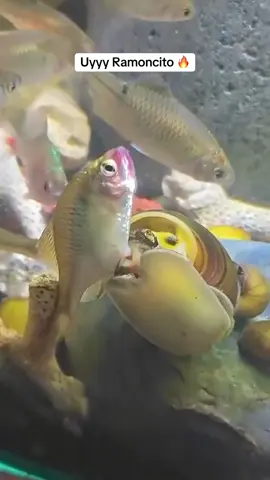 Tú si sabes como complacer me😍😍😍#carcajadas #enamorarse #carcajadas #humor #hashtag 