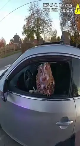 Agent houdt een auto staande... en er zit gewoon een UIl achter het stuur😭🦉 