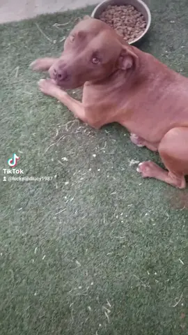 #PaidPartnership #fyp #pitbull #foryou 