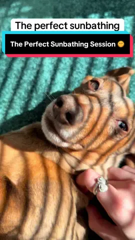 The Perfect Sunbathing Session 🌞 Belly up, worries down 😁 That’s the rule! 💙 #miniaturedachshund #dachshundsoftiktok #dachshund #sausagedog #wienerdog 