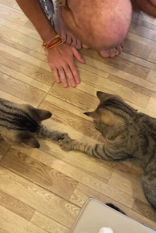 When I have two cats at home.😹😂 #cat #funny #funnyvideos #catsoftiktok #fyp 
