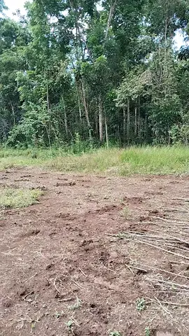 kitab cawet gembul selawe#fypage #untukmu 