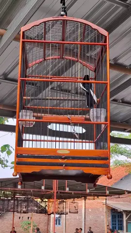 Tipu daya Kacer berkarakter jinak 😁 kalo sudah ketemu setingan nya beeh jann tidak ukur 😁#fyp #kacer #kacermaniaindonesia #kicaumania #kicaumaniaindonesia 