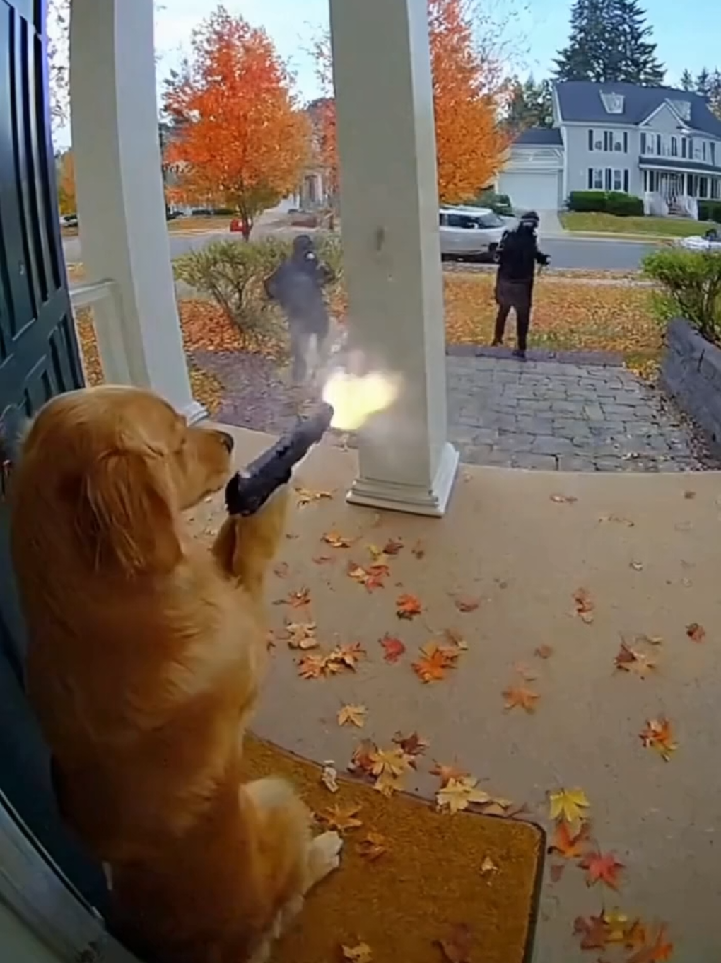 The dog shooting The masked thieves. ai video generated not real 🤖 Sora Unhinged intelligence artificial video generated veo3 google flow sora2 by openAI  #sora #AI #fyp #viral #ai @tiktok creators @TikTok Trends @TikTok USA 🇺🇸 @TikTok @Zain Ali @Елизавета Попович @Glow Up 