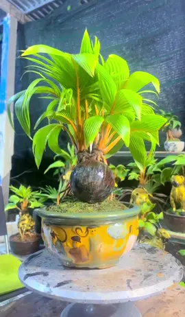 Dừa bonsai 2 thân #TikTokAwardsVN #kỷ #xuhuongtiktok #CapCut #71bentre #mocaybacbentre🌴❤ #dừabonsaimini 