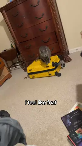 i’m so freaking scared rn #fnaf #cat #fnafatfreddys #satire