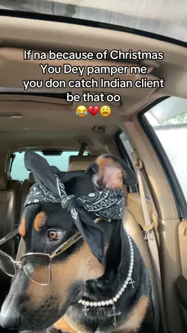 😂 #viral#fyp#relateable#dog#zeldadiaries