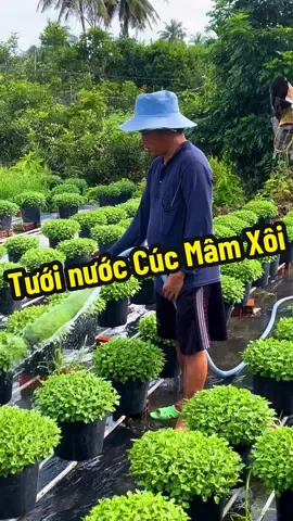 Có nôn Tết quá hong dạ. Nôn Tết thì vào trang em coi cho đỡ nôn nhoa 🤣 #cúcmâmxôi #vườn_hoa_Út_Toàn #chợlách #xuhuong #xuhuongtiktok 