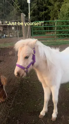 Just sayin #teenagedirtbag #justbeyourself #minihorse #amha #tookmyballs 
