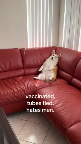 raised my dog woke oop (she loves my dad though) #woke #dog #corgi 