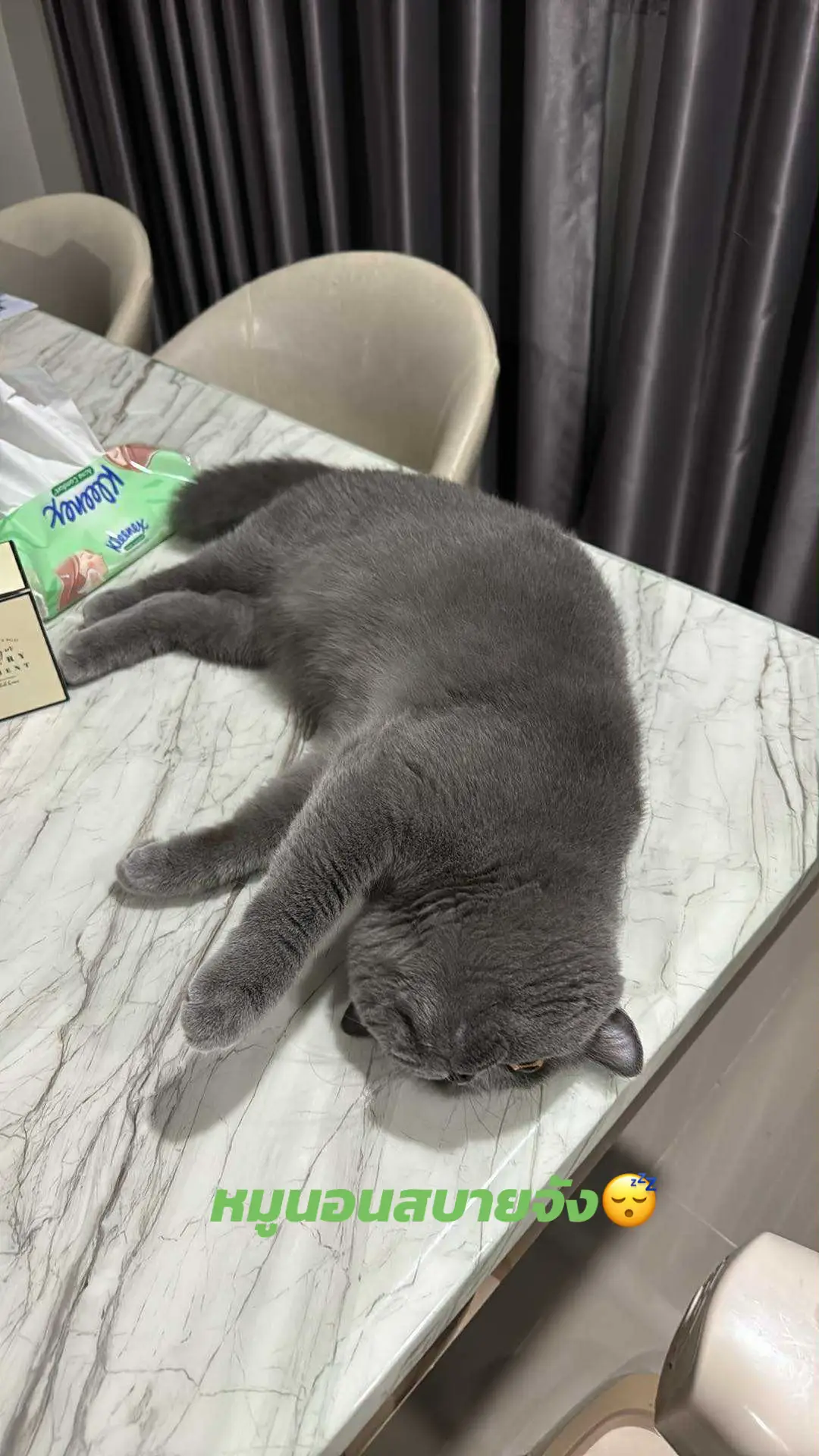 ทรัฟเฟิลแมวหน้ามึน🫩