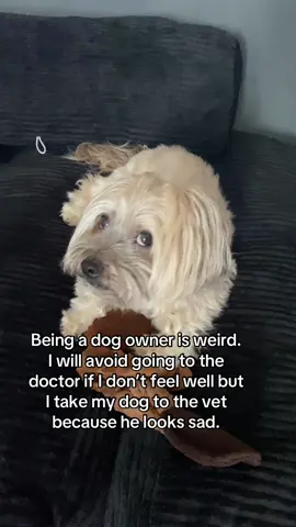 Based on true events. 😂#dogsoftiktok 