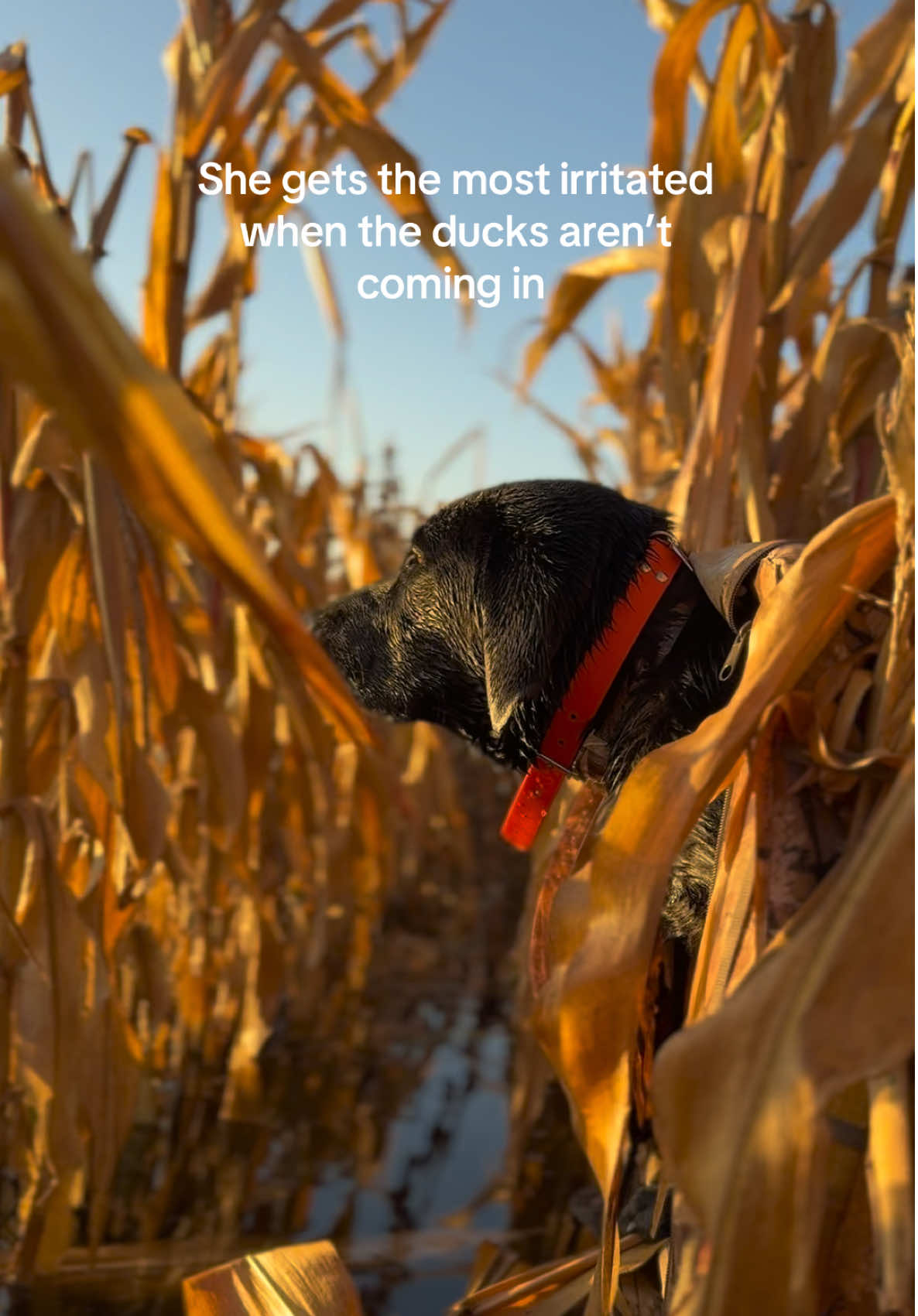 That yawn had some sass #duckdog #huntingtiktok #duckboat #duckhunting #duckseason 