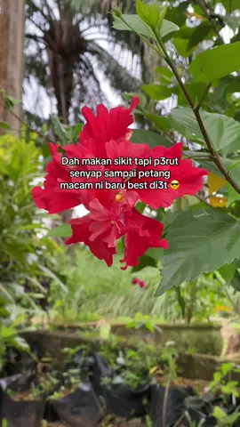 #creatorsearchinsights2025 #viraltiktok #orangefitfiber #oxyenergymy @Oxyenergy.myhealth 