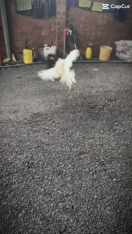 Kelsol vẫn là 1 thứ gì đó ….🥰#whitekelso #kelso #gamynhap #gamy #gatre 