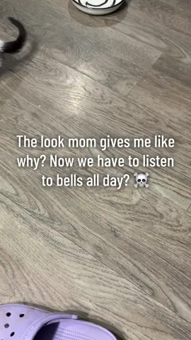 #kitties #furbabies #catsoftiktok #catlover #funny 