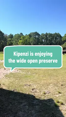 Kipenzi is enjoying her acreage 🦏  📸 Keeper Kortnee @Zookeeper Kortnee  #BabyRhino #Kipenzi 