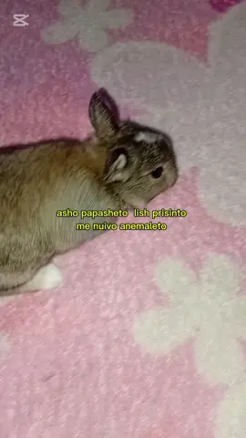 me nuivo anemaleto lish prisintu #perumemes #paratiiiiiiiiiiiiiiiiiiiiiiiiiiiiiiiiiii #peruesclave #conejo #virall 