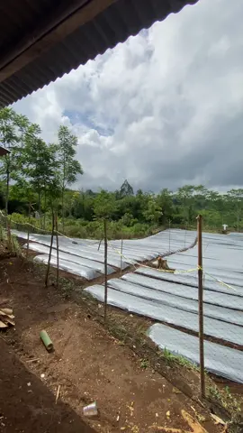 #petaniindonesia🇮🇩🇮🇩🇮🇩🌿🌿  #petanimilenial  #petanimodern #petanimuda 