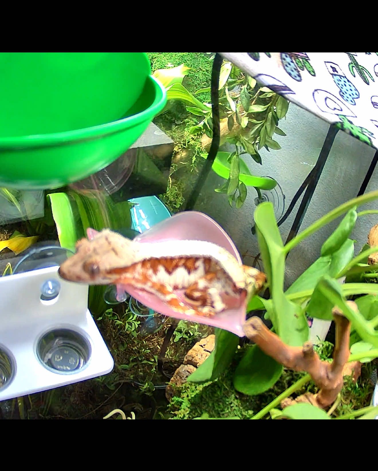 Reptile group on FB loved this video back in August. I walked back in my house from therapy & she had dropped her tail literally seconds before. It was still moving at the bottom of the tank🤢 #crestedgeckos #crestedgeckosoftiktok #reptilekeeper #wyze #bioactiveenclosure 