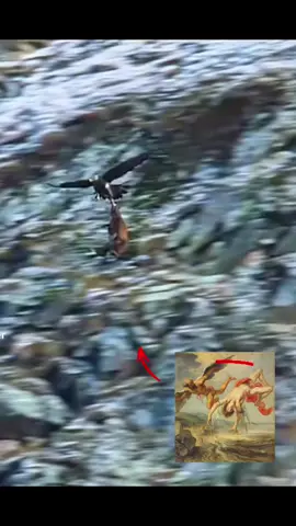 #fyp #falling #nature #wings #icarus 