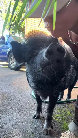 I have technically have four dogs but who am I kidding I really have five. 🐖 🥹