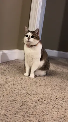 her grandma called her fat and a chub-a-wub 😡 #cat #cats #catsoftiktok #pet #pets #PetsOfTikTok #cute #funny