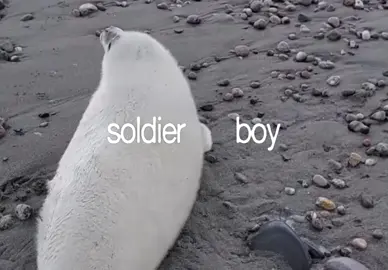 soldier boy. #seals #irl #yay Rest in peace to the famous seal too I forgot her name ☹️ Basically she passed away in a small age