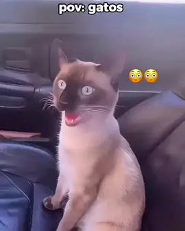 POV: GATOS  #tentenãorir #gatostiktok #gatos #perolasbrasileiras #viraltiktok 